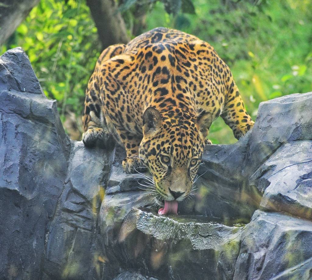 Jungle Safari Gallery Photo 2